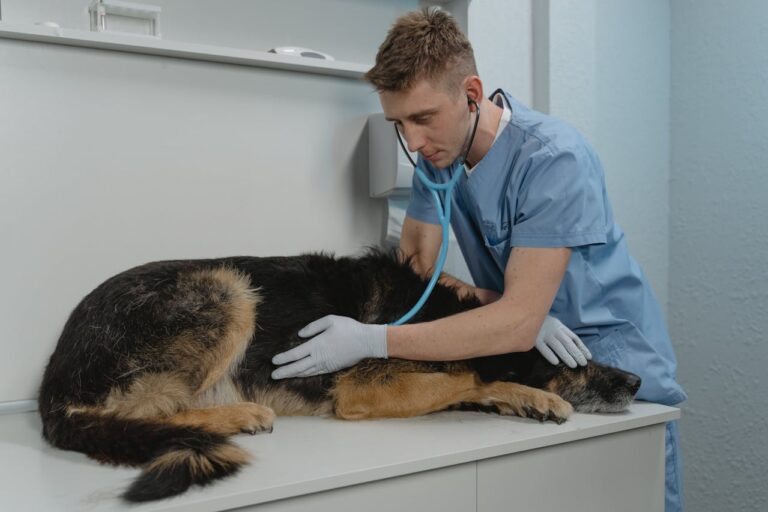 Veterinary hero